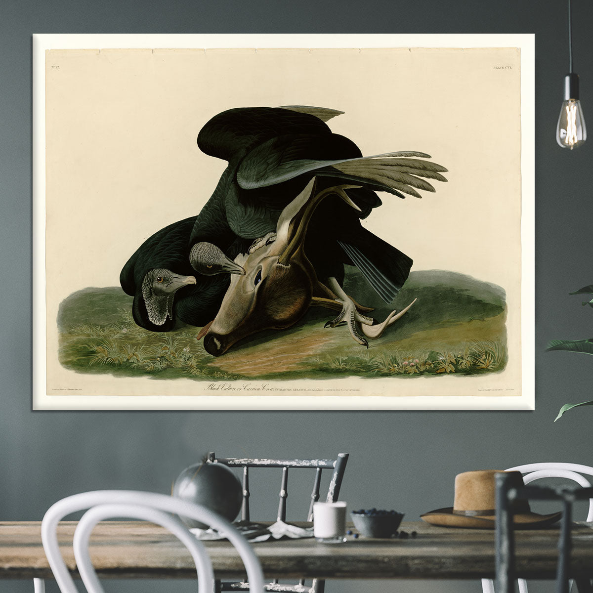 Black Vulture by Audubon Canvas Print or Poster - Canvas Art Rocks - 3