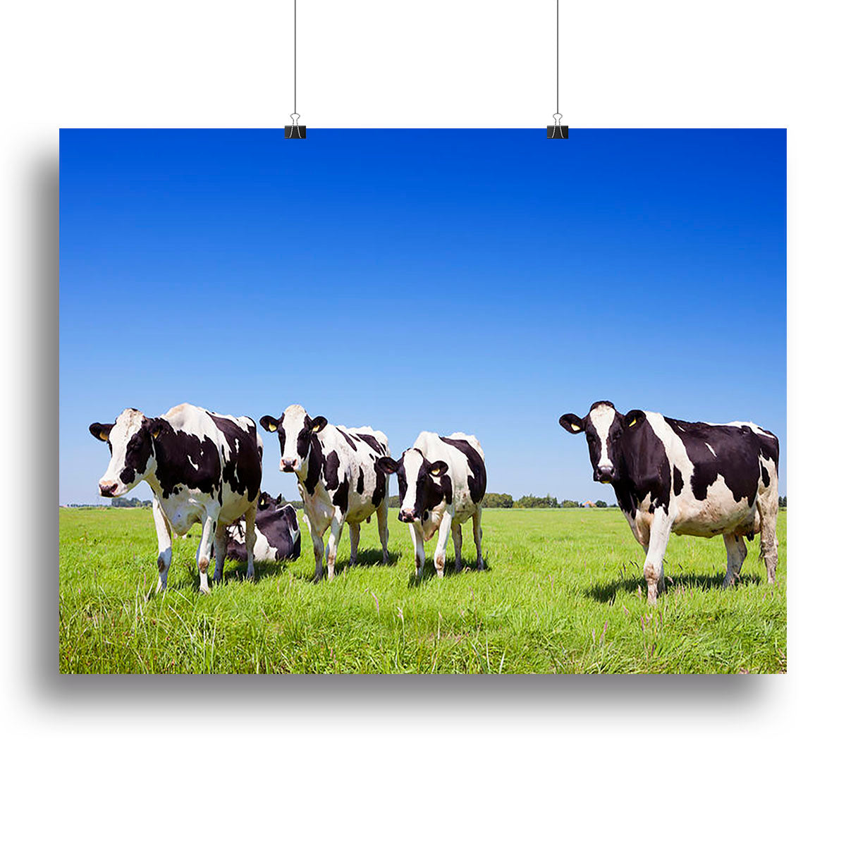 Black and white cows in a grassy field Canvas Print or Poster - Canvas Art Rocks - 2