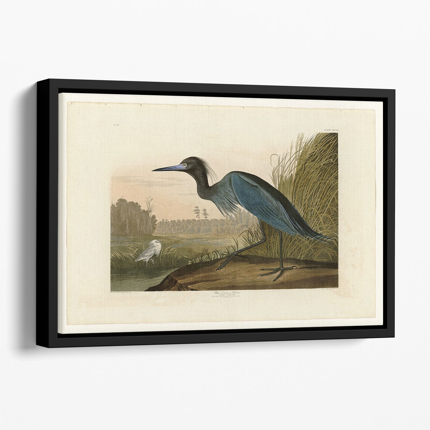 Blue Crane by Audubon Floating Framed Canvas