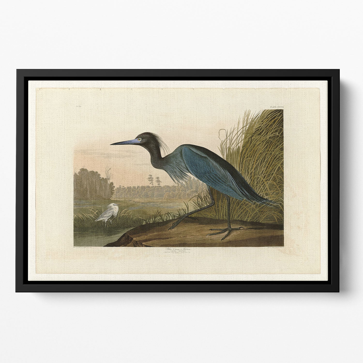 Blue Crane by Audubon Floating Framed Canvas
