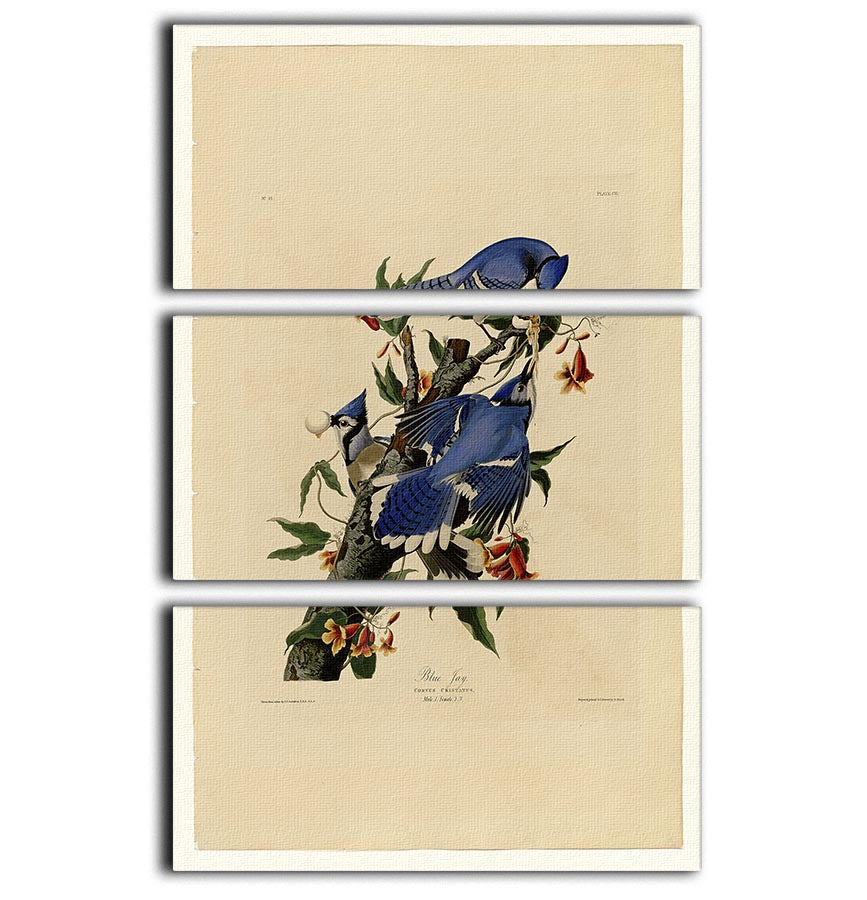 Blue Jay by Audubon 3 Split Panel Canvas Print - Canvas Art Rocks - 1