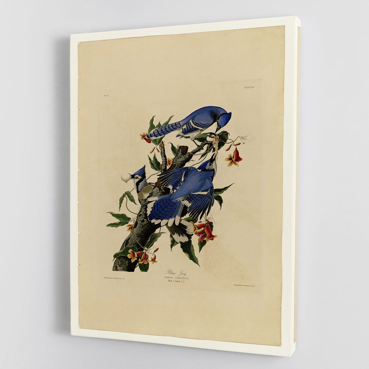 Blue Jay by Audubon Canvas Print or Poster - Canvas Art Rocks - 1