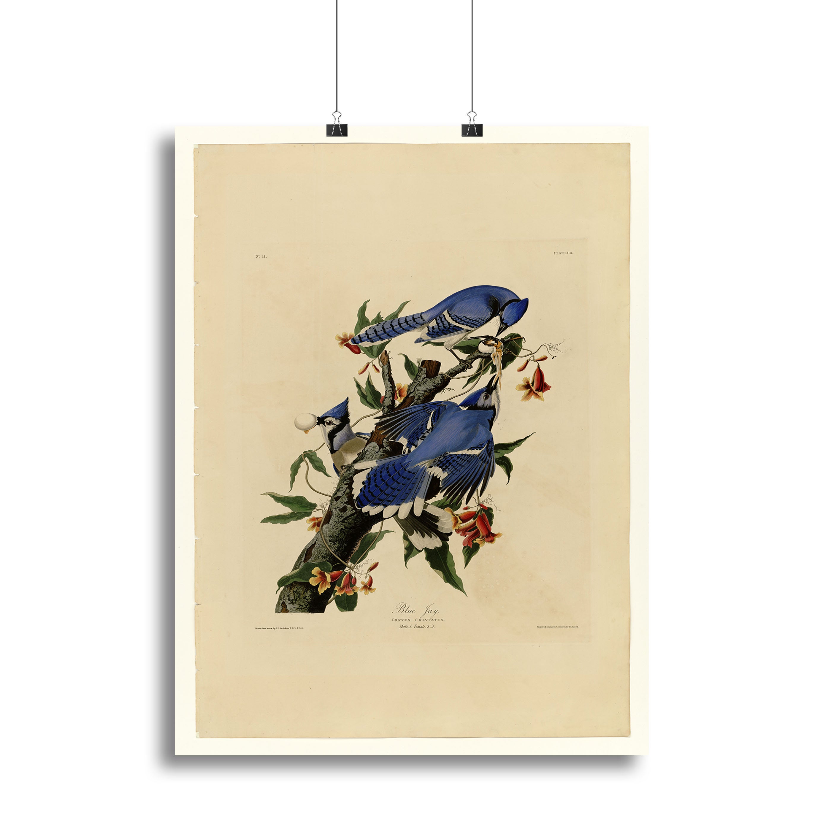 Blue Jay by Audubon Canvas Print or Poster - Canvas Art Rocks - 2