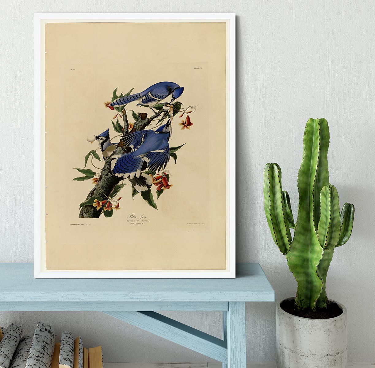 Blue Jay by Audubon Framed Print - Canvas Art Rocks -6