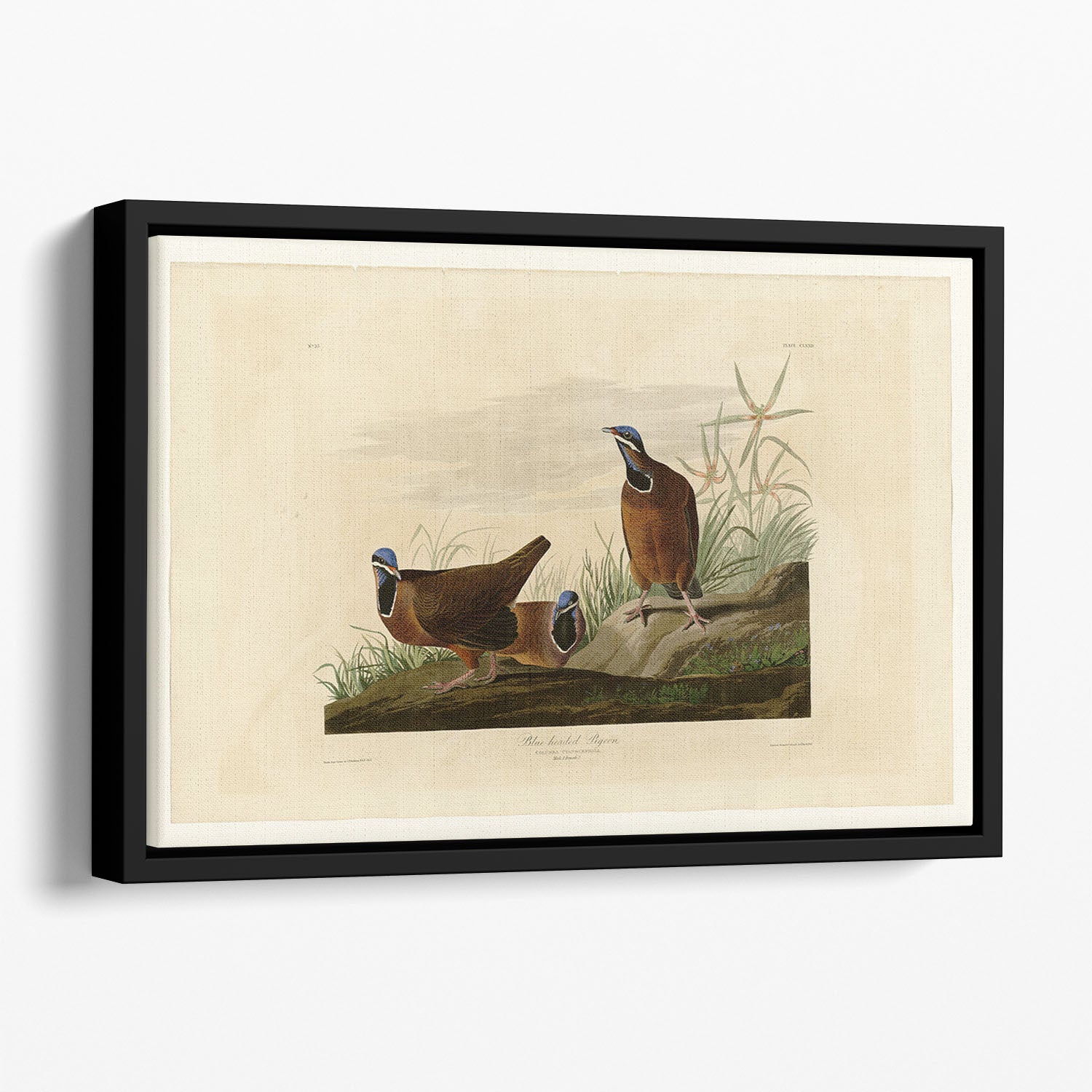 Blue headed Pigeon by Audubon Floating Framed Canvas