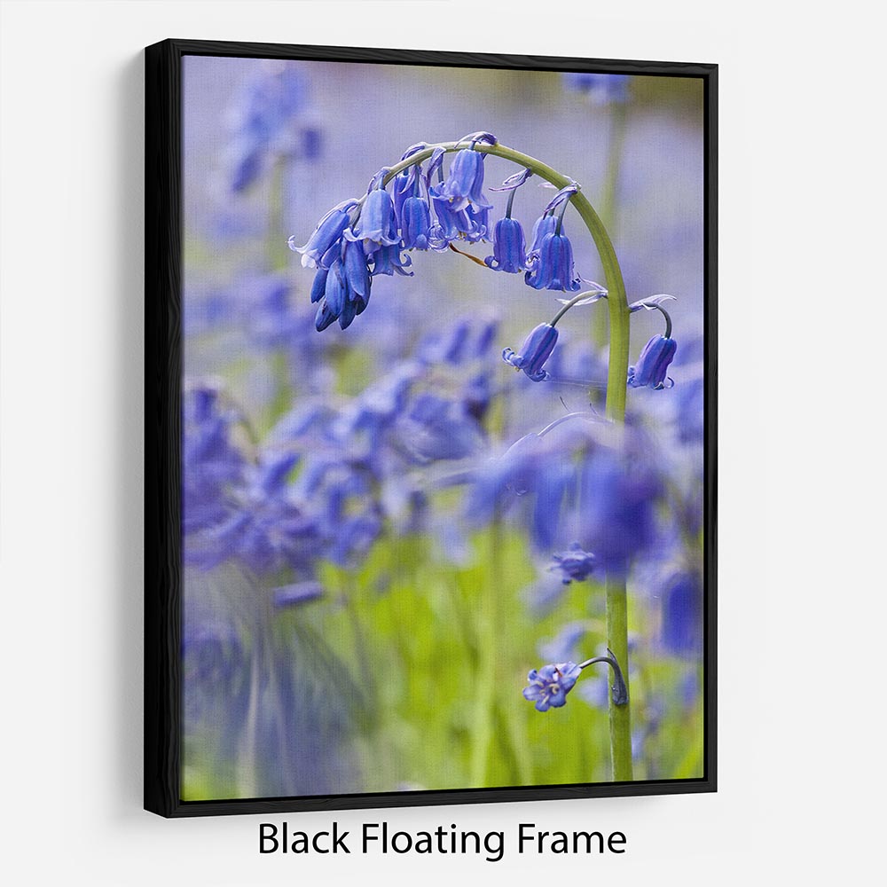 Bluebells Floating Frame Canvas - Canvas Art Rocks - 1