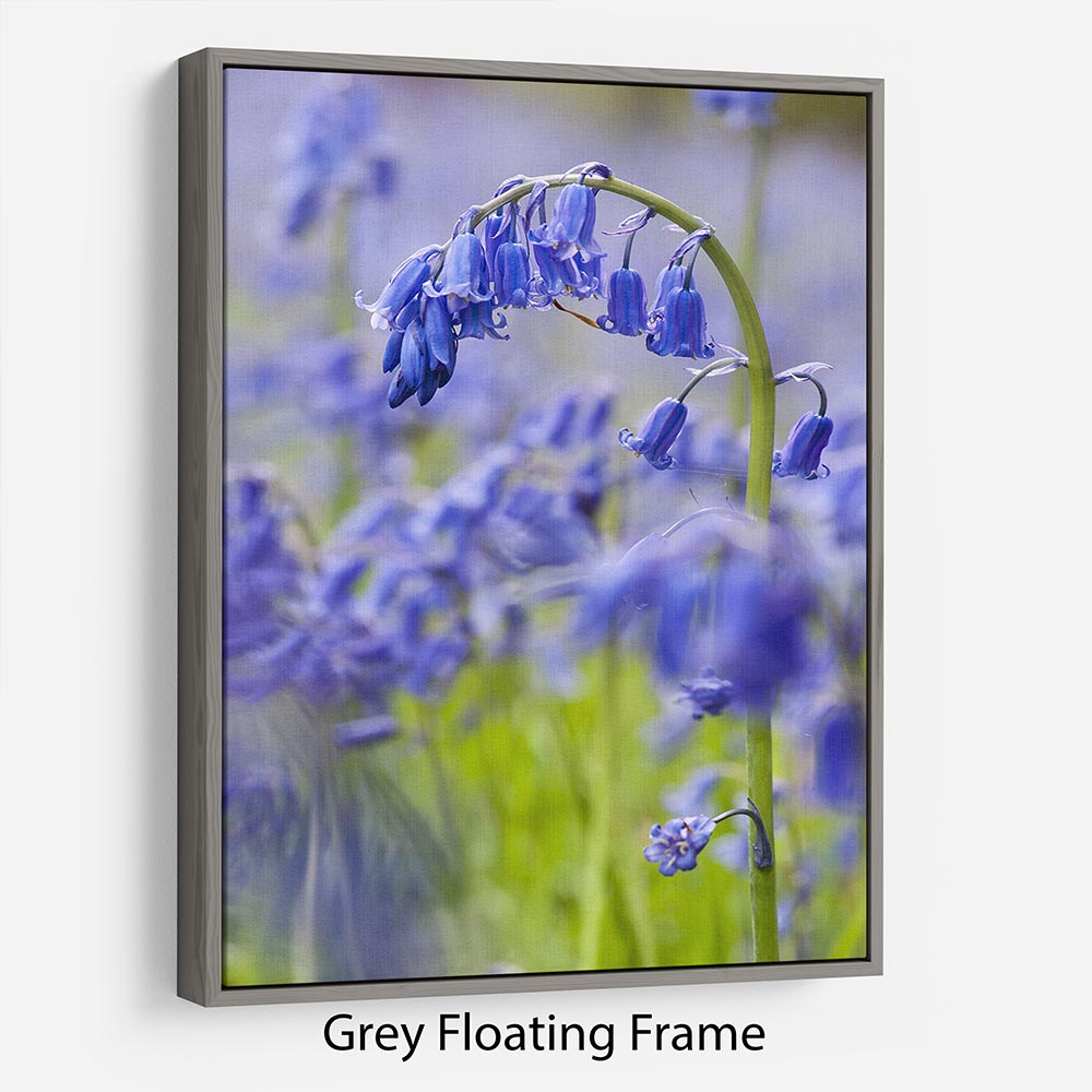 Bluebells Floating Frame Canvas - Canvas Art Rocks - 3