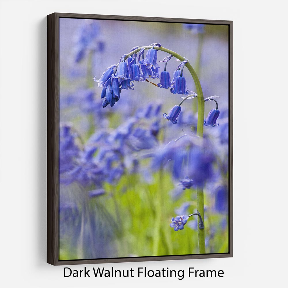 Bluebells Floating Frame Canvas - Canvas Art Rocks - 5