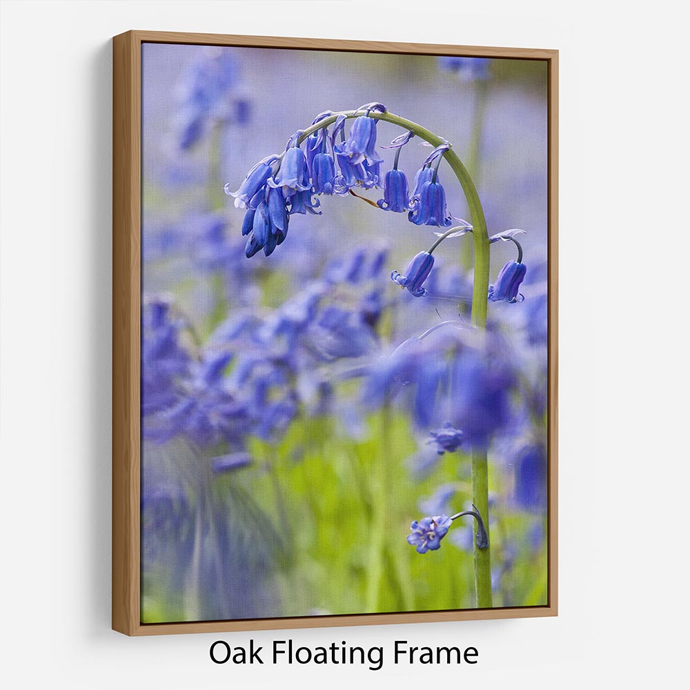 Bluebells Floating Frame Canvas - Canvas Art Rocks - 9