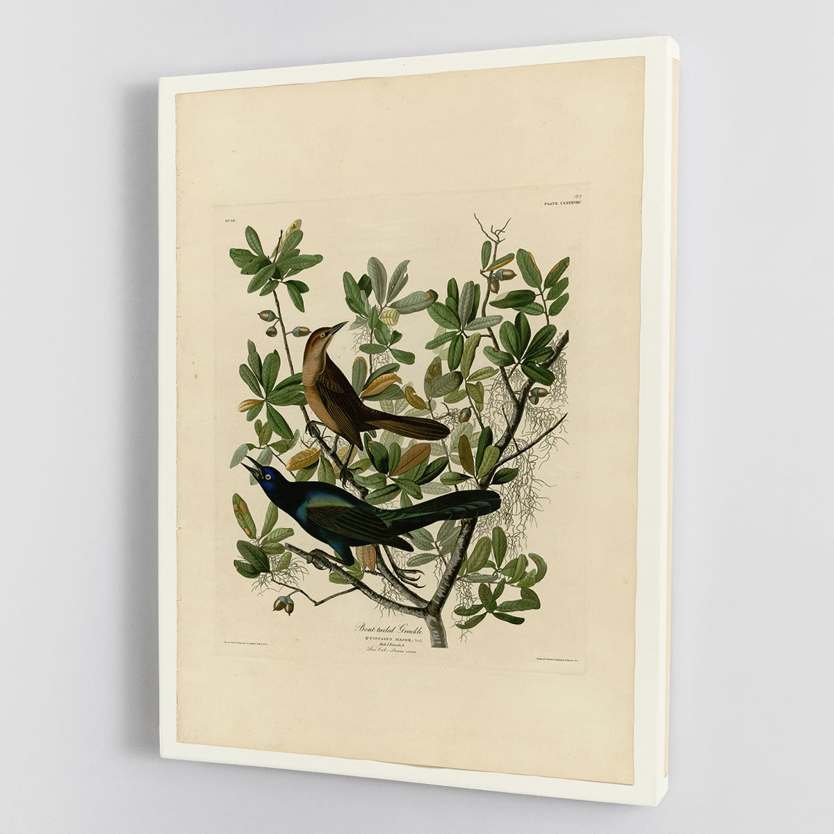 Boat tailed Grackle by Audubon Canvas Print or Poster - Canvas Art Rocks - 1