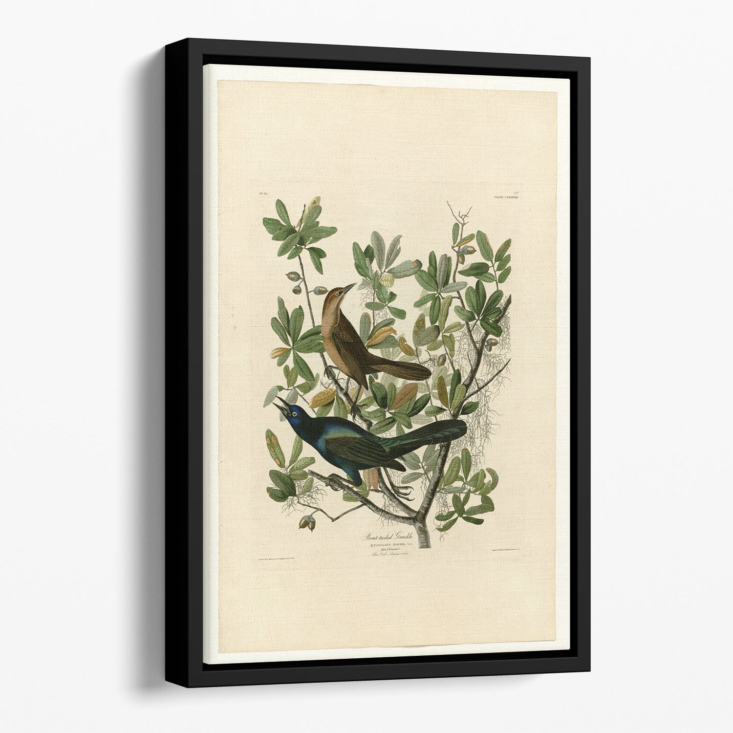 Boat tailed Grackle by Audubon Floating Framed Canvas