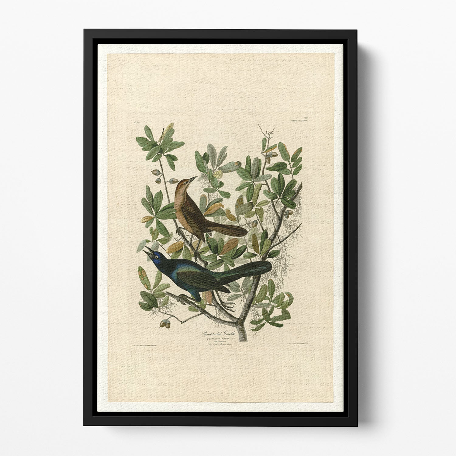 Boat tailed Grackle by Audubon Floating Framed Canvas