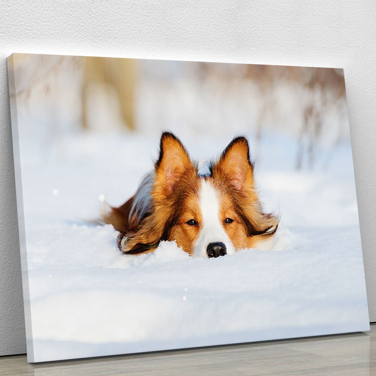 Border collie puppy 1 year old in winter Canvas Print or Poster - Canvas Art Rocks - 1