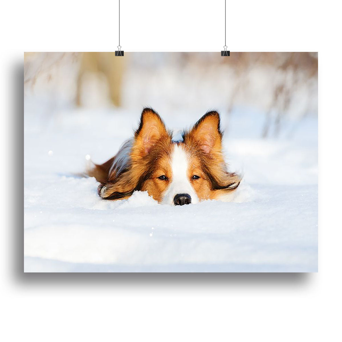 Border collie puppy 1 year old in winter Canvas Print or Poster - Canvas Art Rocks - 2