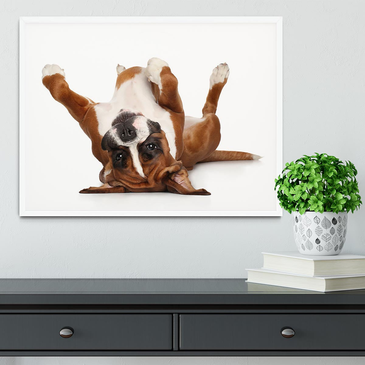 Boxer dog lying on his back Framed Print - Canvas Art Rocks -6