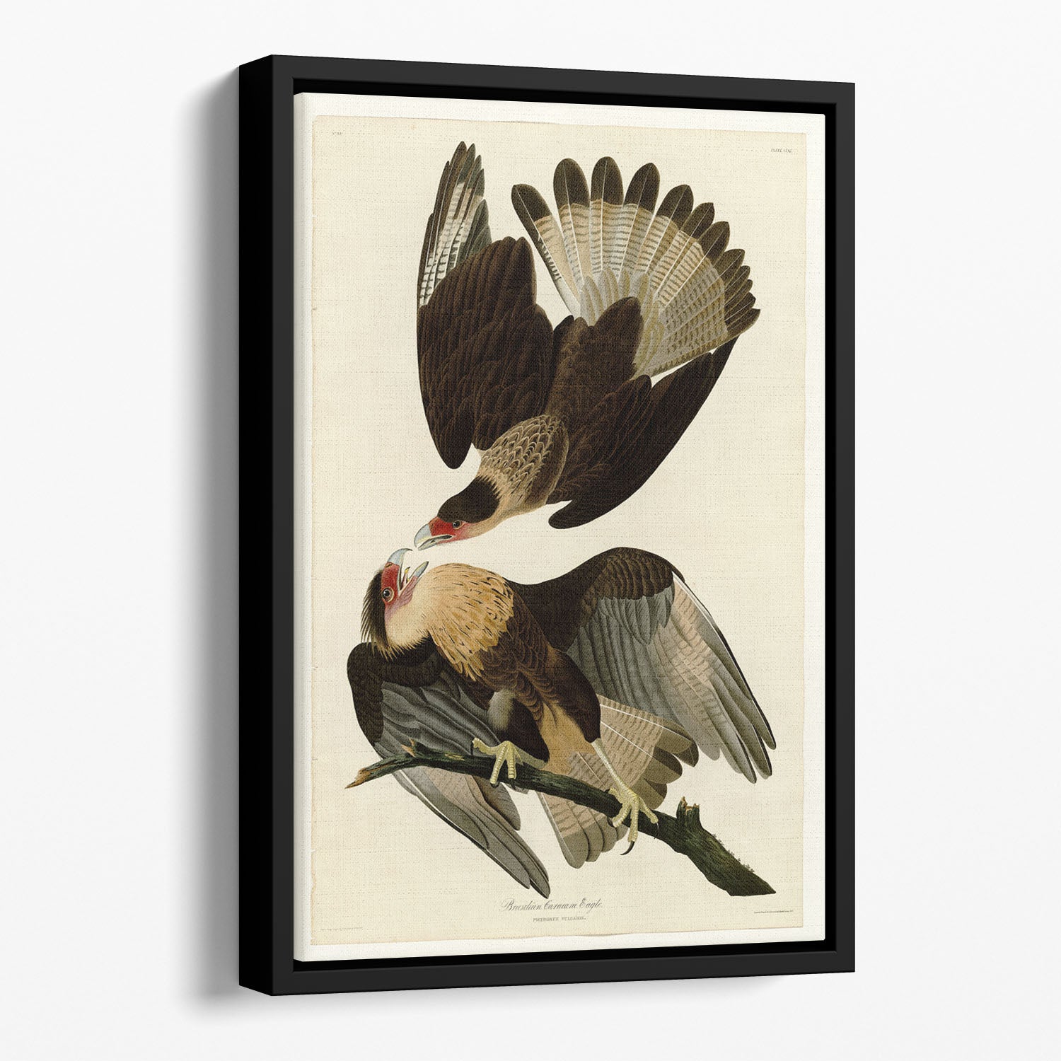 Brazilian Caracara Eagle by Audubon Floating Framed Canvas