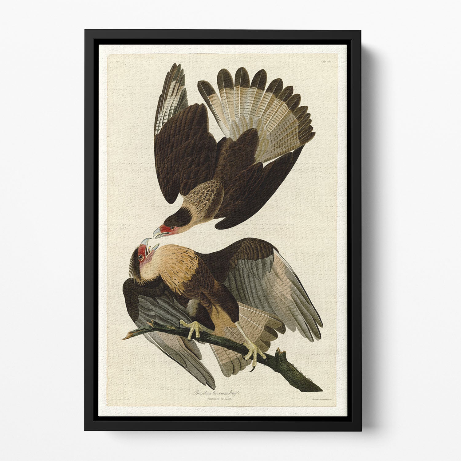 Brazilian Caracara Eagle by Audubon Floating Framed Canvas