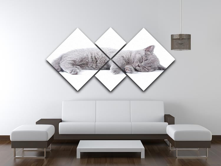 British kitten on white background 4 Square Multi Panel Canvas - Canvas Art Rocks - 3