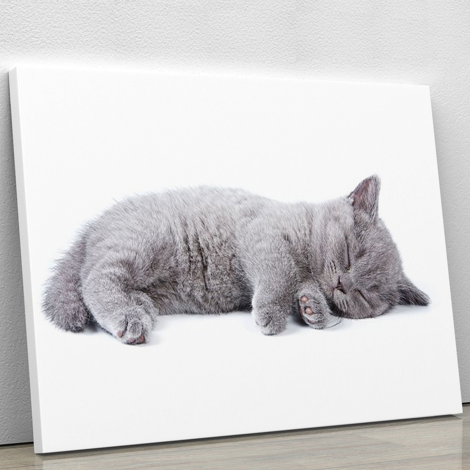 British kitten on white background Canvas Print or Poster - Canvas Art Rocks - 1