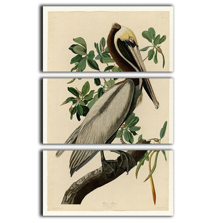 Brown Pelican 2 by Audubon 3 Split Panel Canvas Print - Canvas Art Rocks - 1