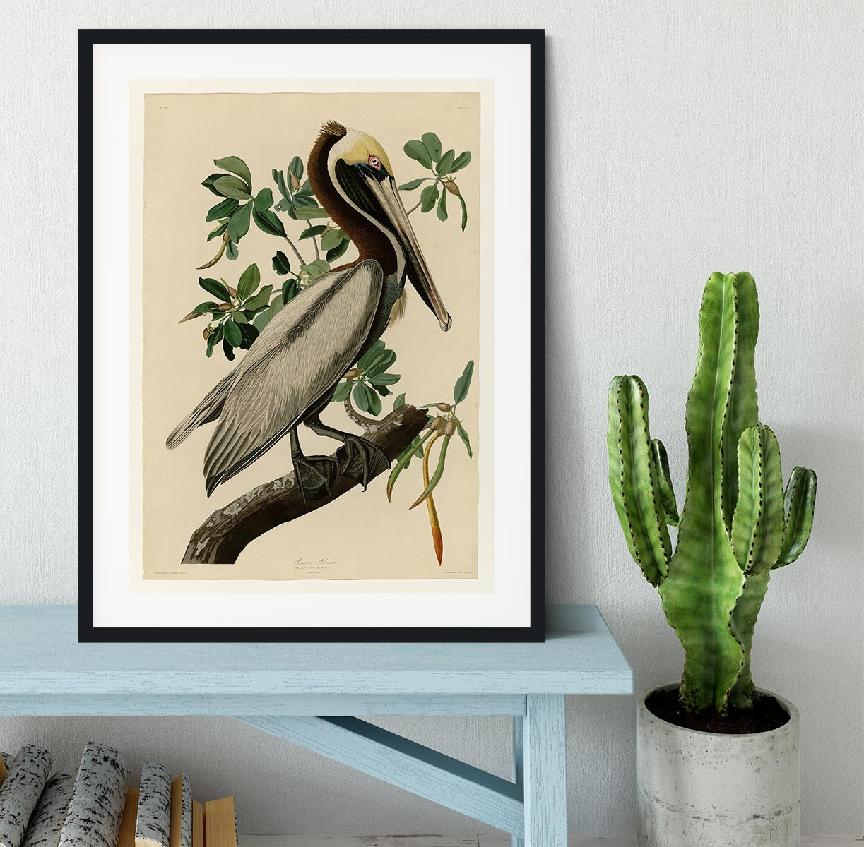 Brown Pelican 2 by Audubon Framed Print - Canvas Art Rocks - 1