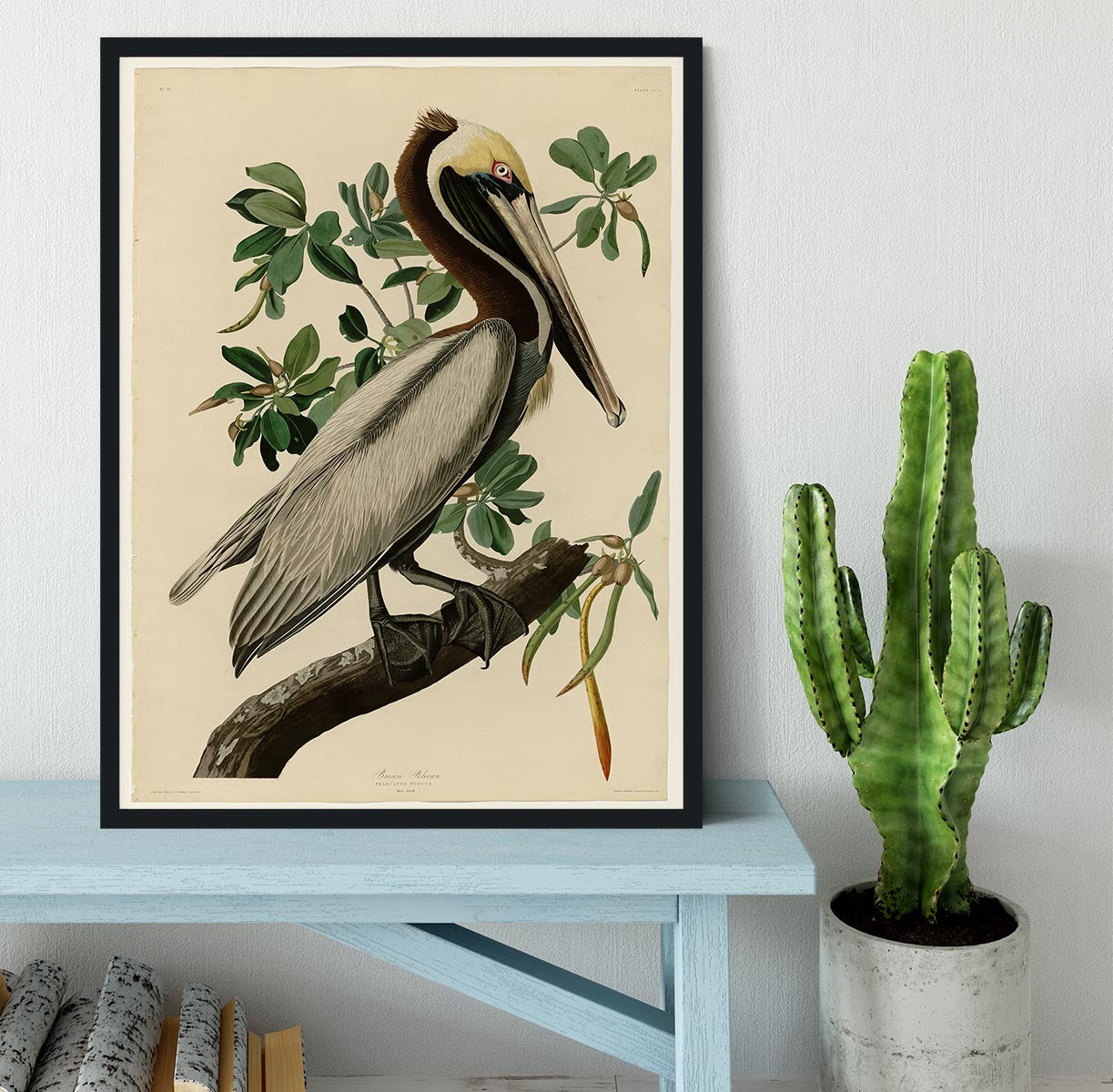 Brown Pelican 2 by Audubon Framed Print - Canvas Art Rocks - 2