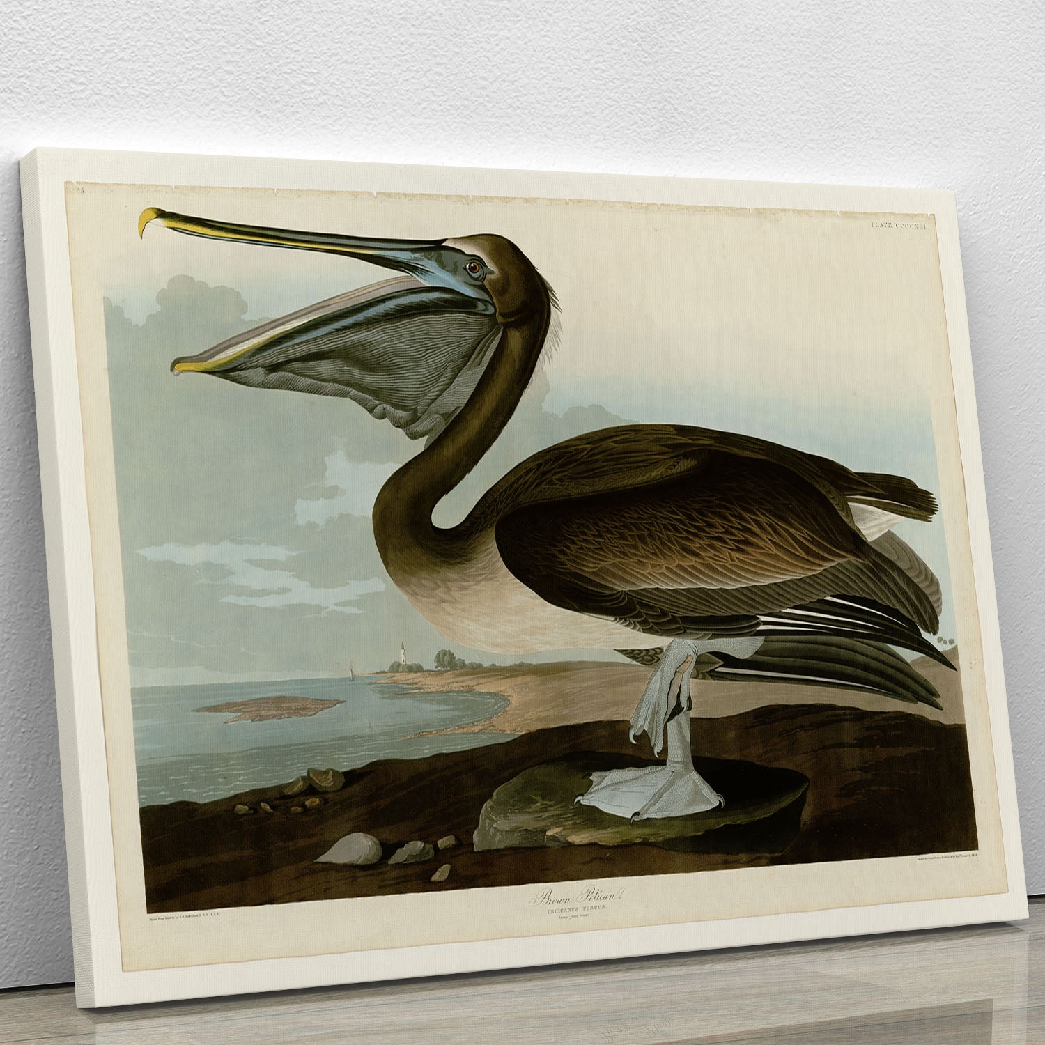 Brown Pelican by Audubon Canvas Print or Poster - Canvas Art Rocks - 1