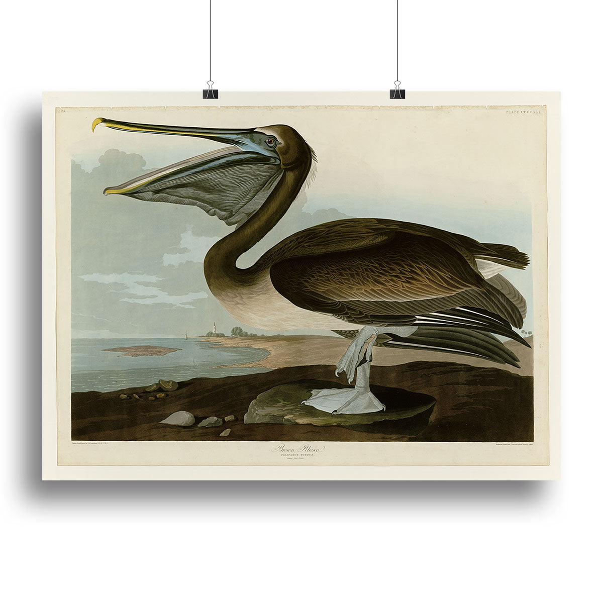 Brown Pelican by Audubon Canvas Print or Poster - Canvas Art Rocks - 2