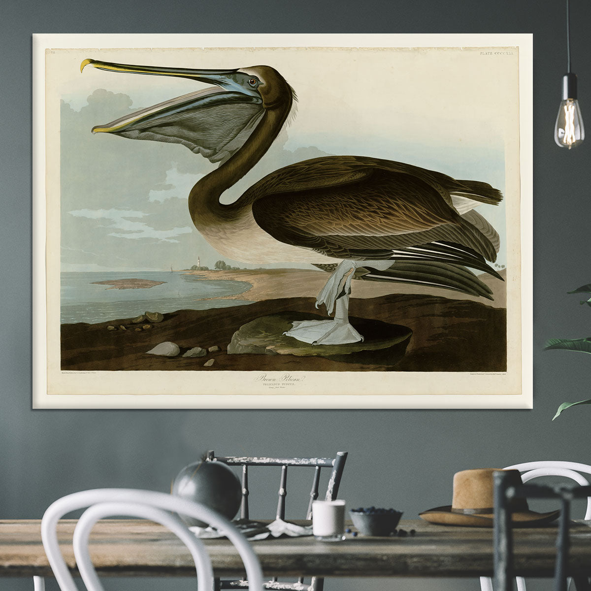 Brown Pelican by Audubon Canvas Print or Poster - Canvas Art Rocks - 3