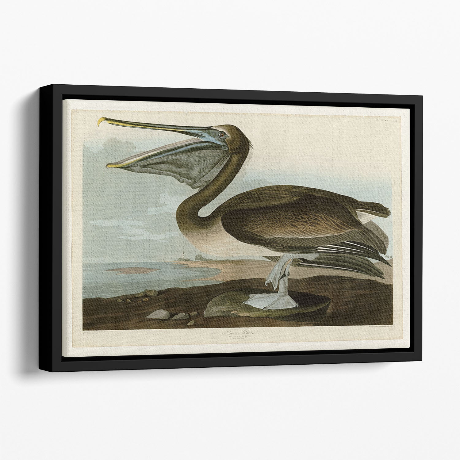 Brown Pelican by Audubon Floating Framed Canvas