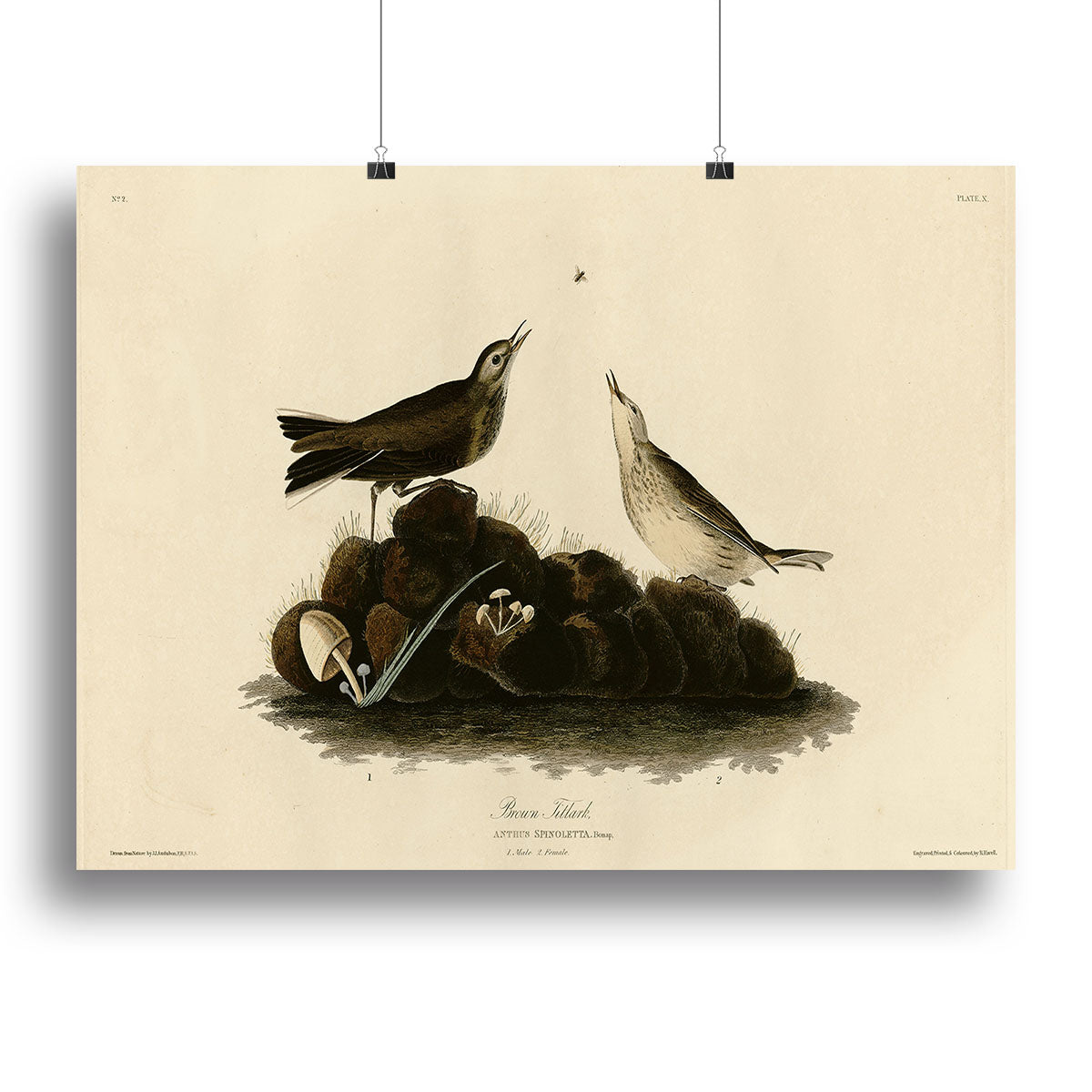 Brown Titlark by Audubon Canvas Print or Poster - Canvas Art Rocks - 2