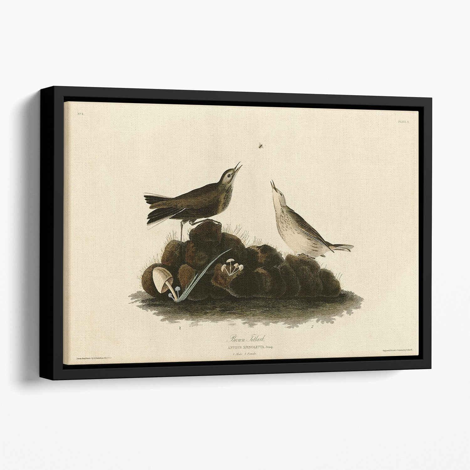 Brown Titlark by Audubon Floating Framed Canvas