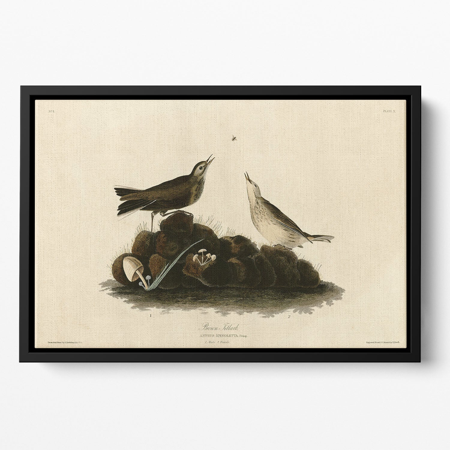 Brown Titlark by Audubon Floating Framed Canvas