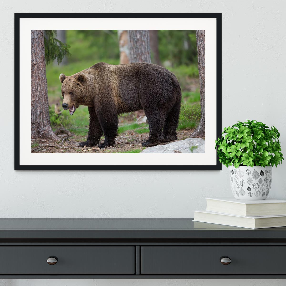 Brown bear in Tiaga forest Framed Print - Canvas Art Rocks - 1