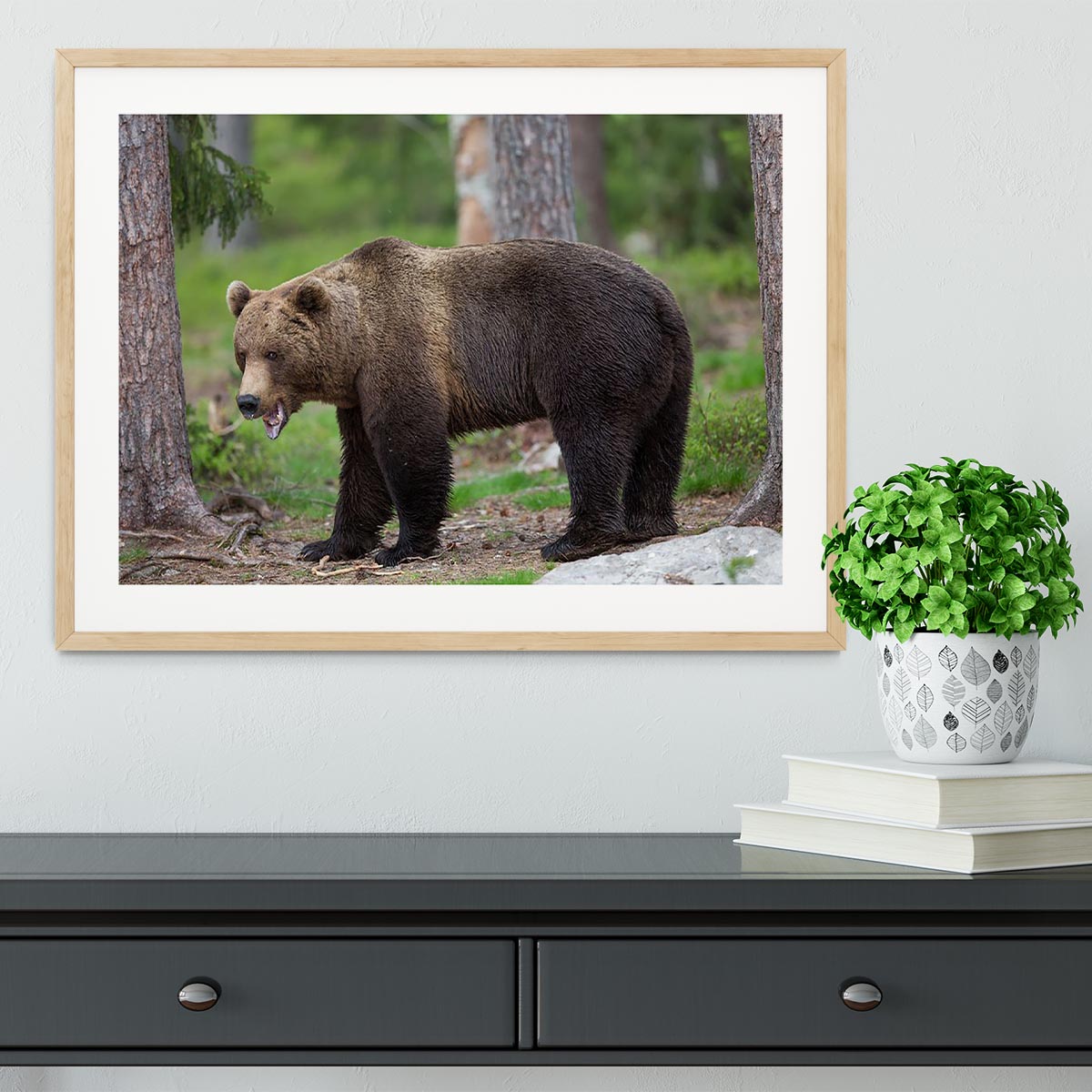Brown bear in Tiaga forest Framed Print - Canvas Art Rocks - 3