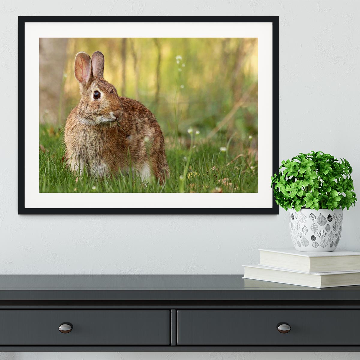Brown rabbit looking into the camera Framed Print - Canvas Art Rocks - 1