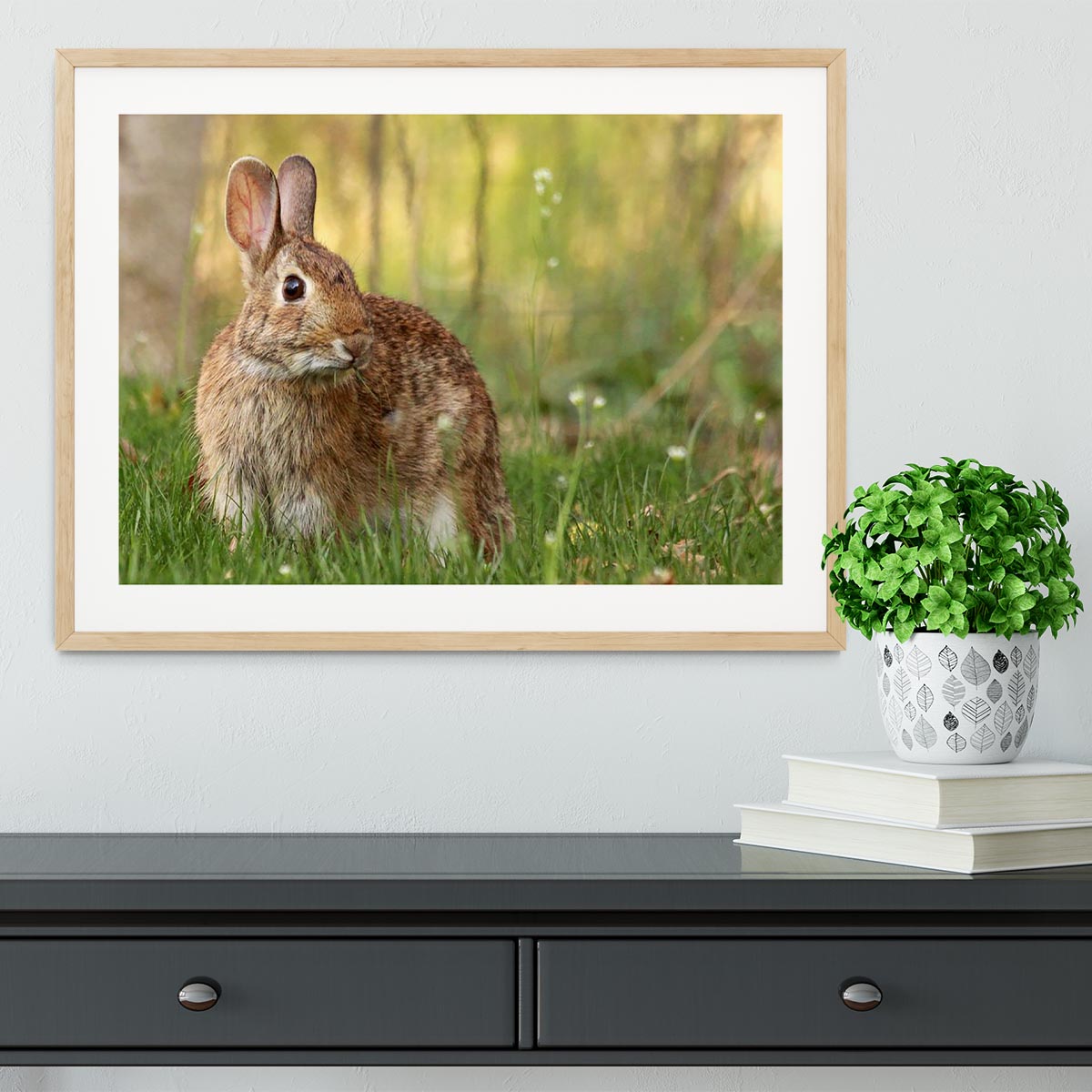 Brown rabbit looking into the camera Framed Print - Canvas Art Rocks - 3