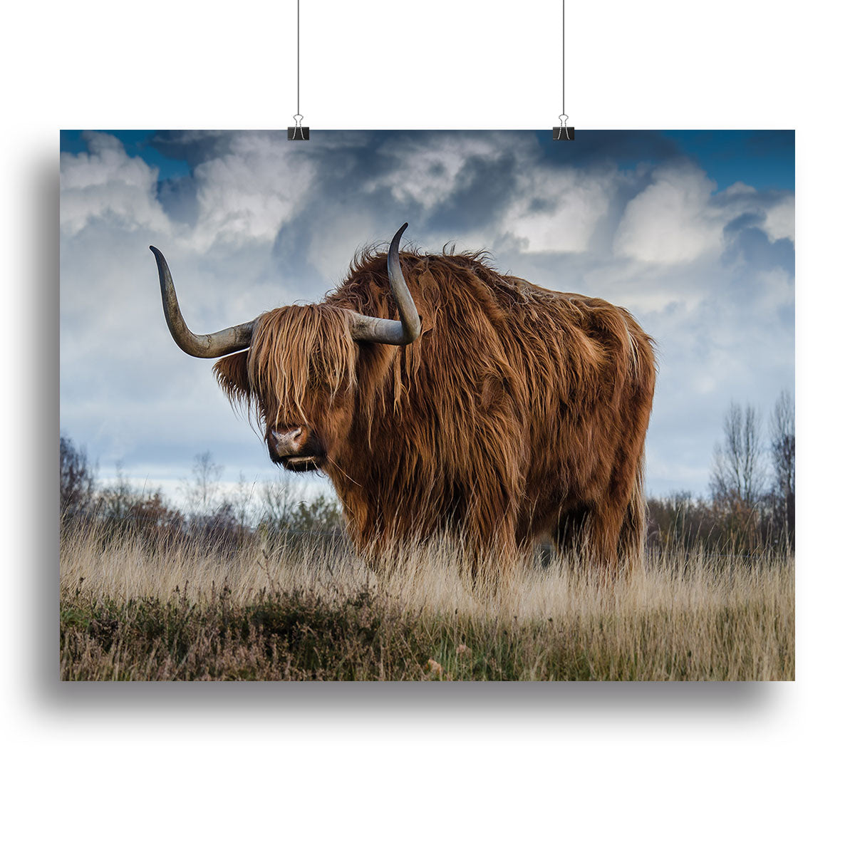 Bull Canvas Print or Poster - Canvas Art Rocks - 2