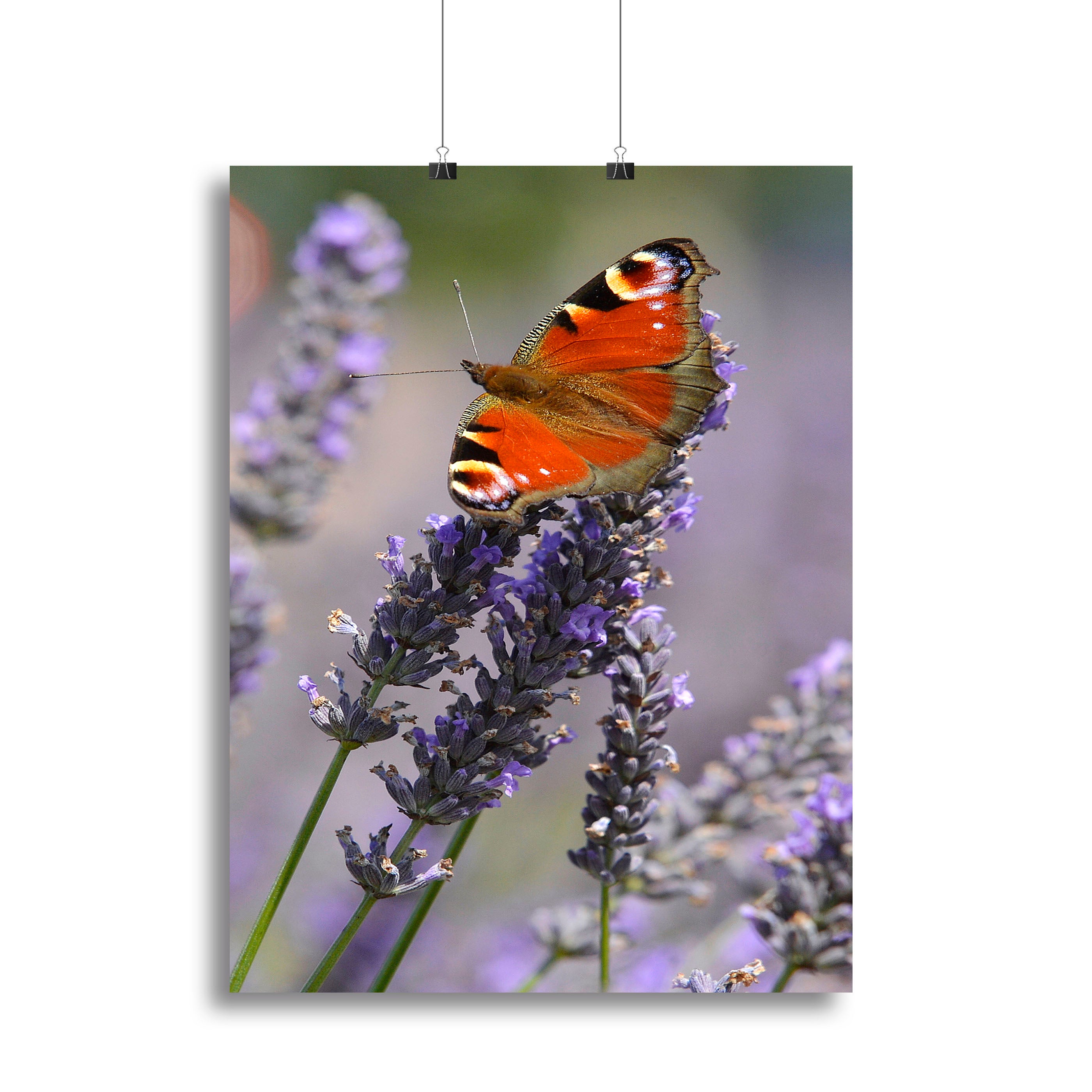 Butterfly on Lavender Canvas Print or Poster - Canvas Art Rocks - 2