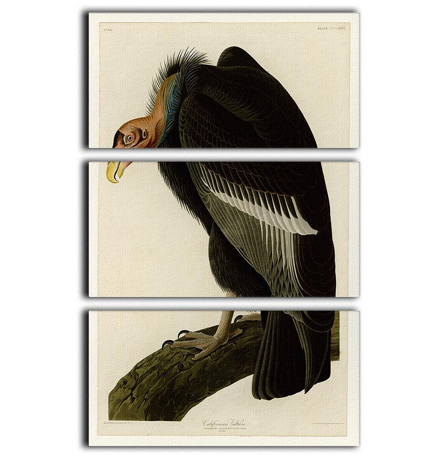 Californian Vulture by Audubon 3 Split Panel Canvas Print - Canvas Art Rocks - 1