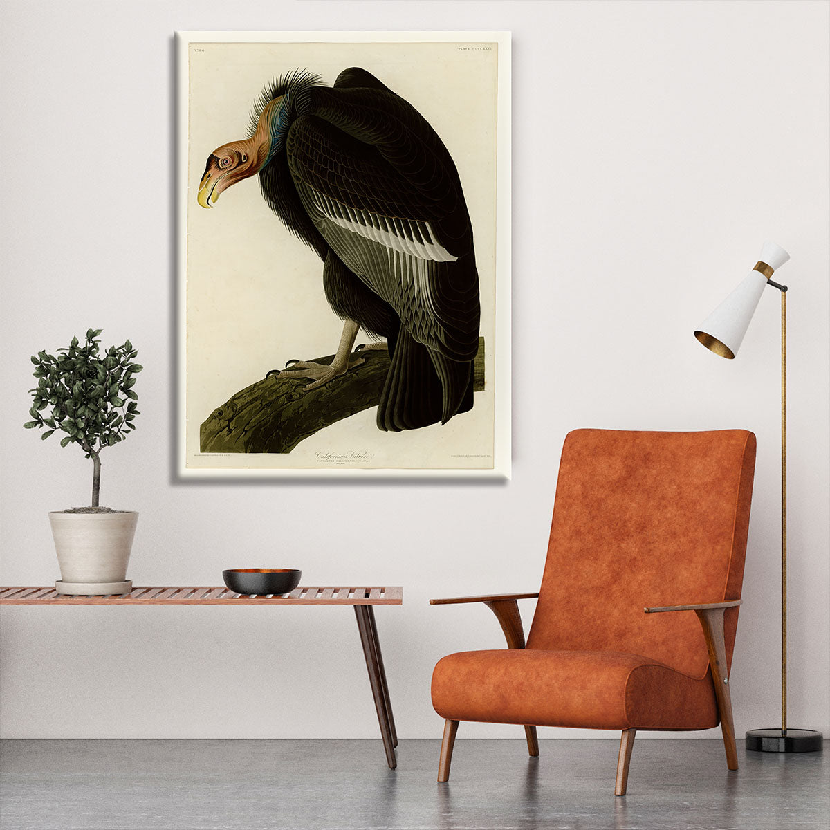 Californian Vulture by Audubon Canvas Print or Poster - Canvas Art Rocks - 6