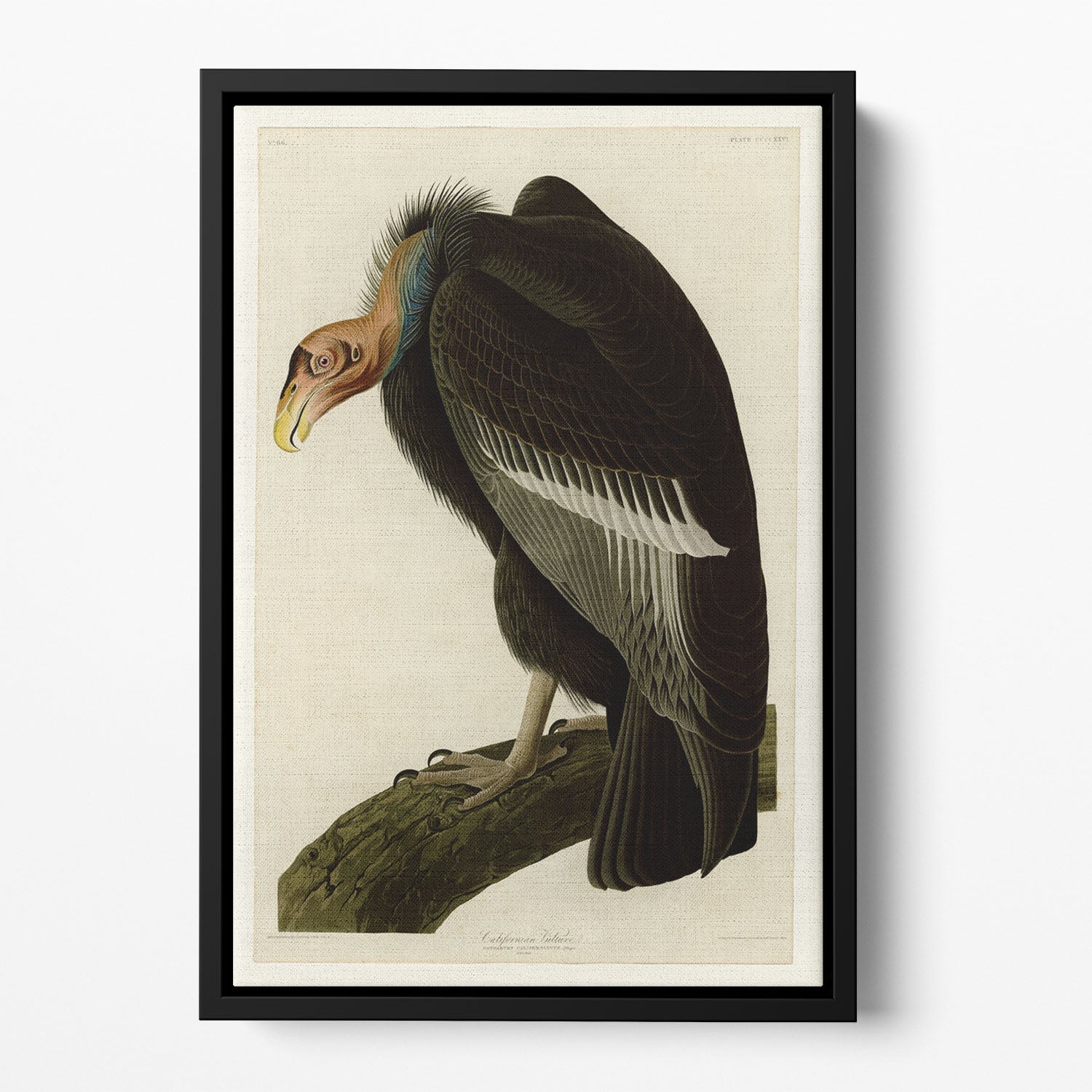 Californian Vulture by Audubon Floating Framed Canvas