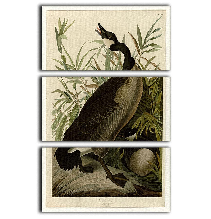 Canada Goose by Audubon 3 Split Panel Canvas Print - Canvas Art Rocks - 1