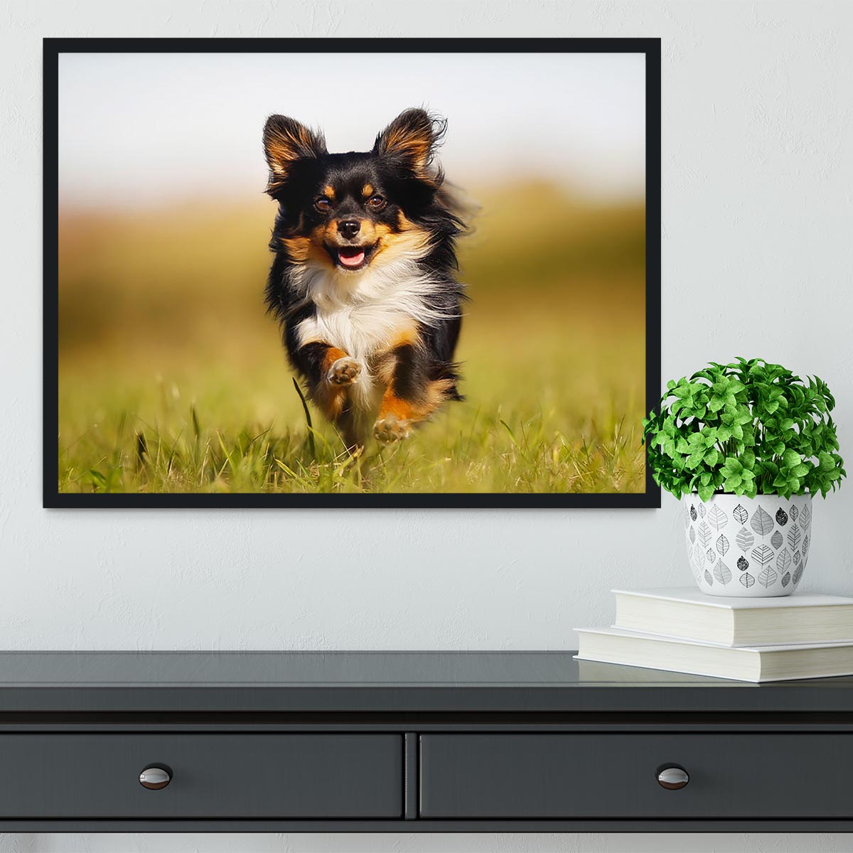Chihuahua dog running towards the camera in a grass field Framed Print - Canvas Art Rocks - 2