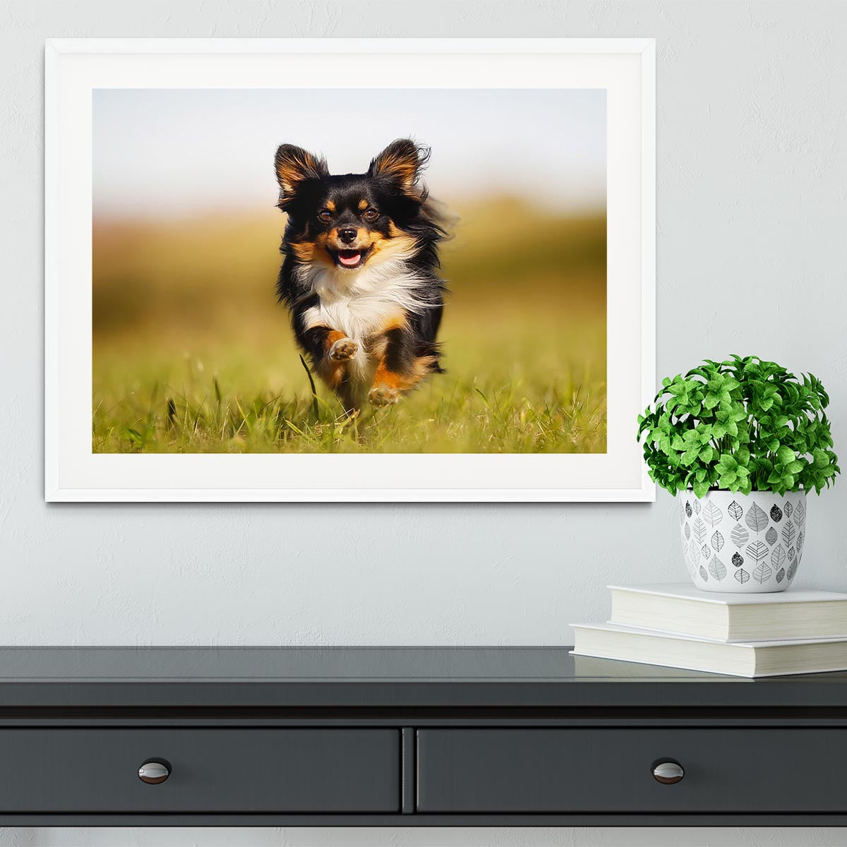 Chihuahua dog running towards the camera in a grass field Framed Print - Canvas Art Rocks - 5