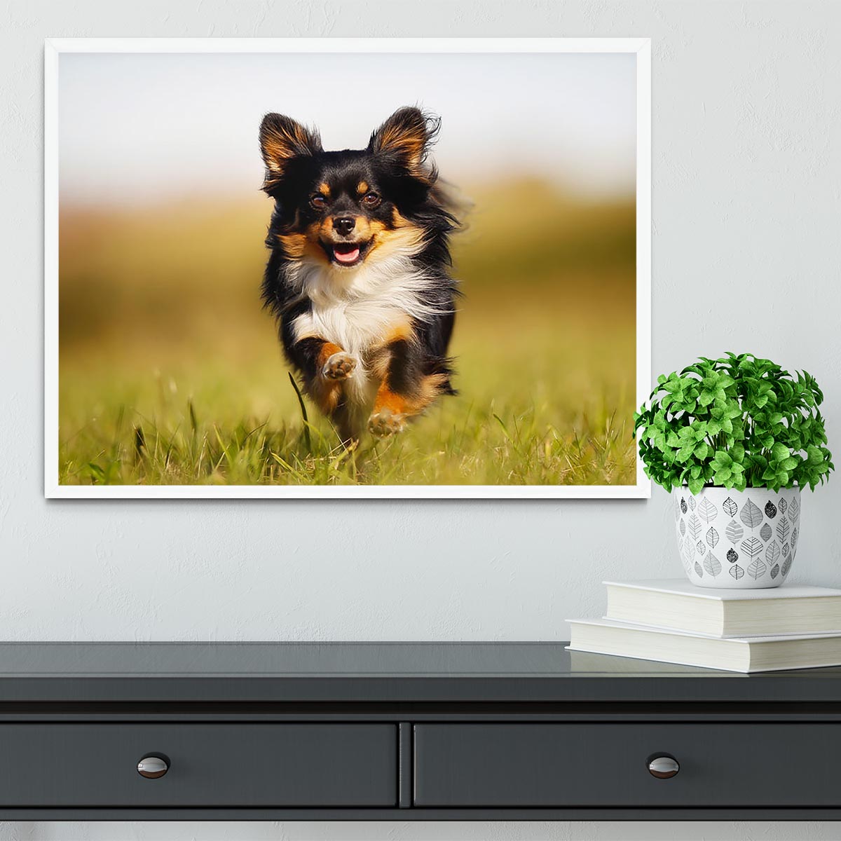 Chihuahua dog running towards the camera in a grass field Framed Print - Canvas Art Rocks -6