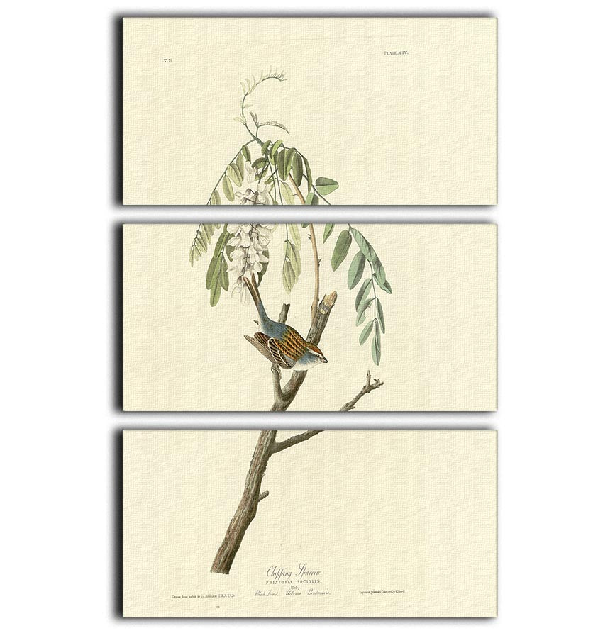 Chipping Sparrow by Audubon 3 Split Panel Canvas Print - Canvas Art Rocks - 1