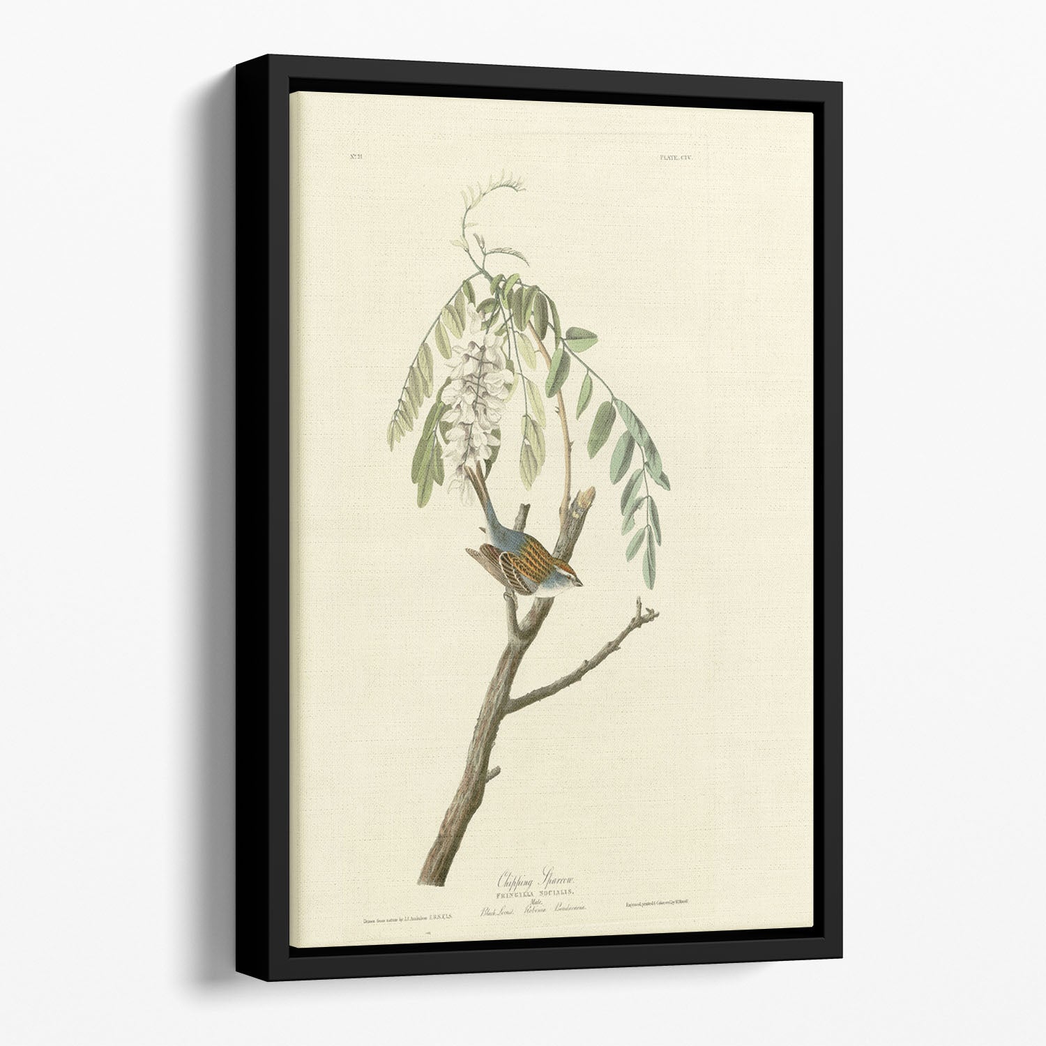 Chipping Sparrow by Audubon Floating Framed Canvas