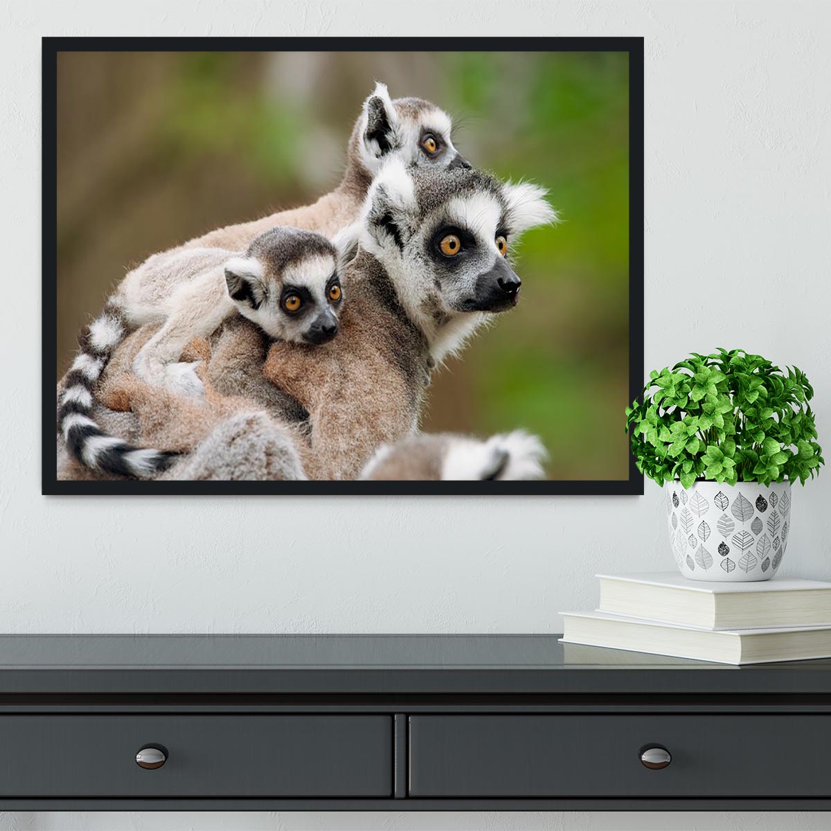 Close-up of a ring-tailed lemur Framed Print - Canvas Art Rocks - 2