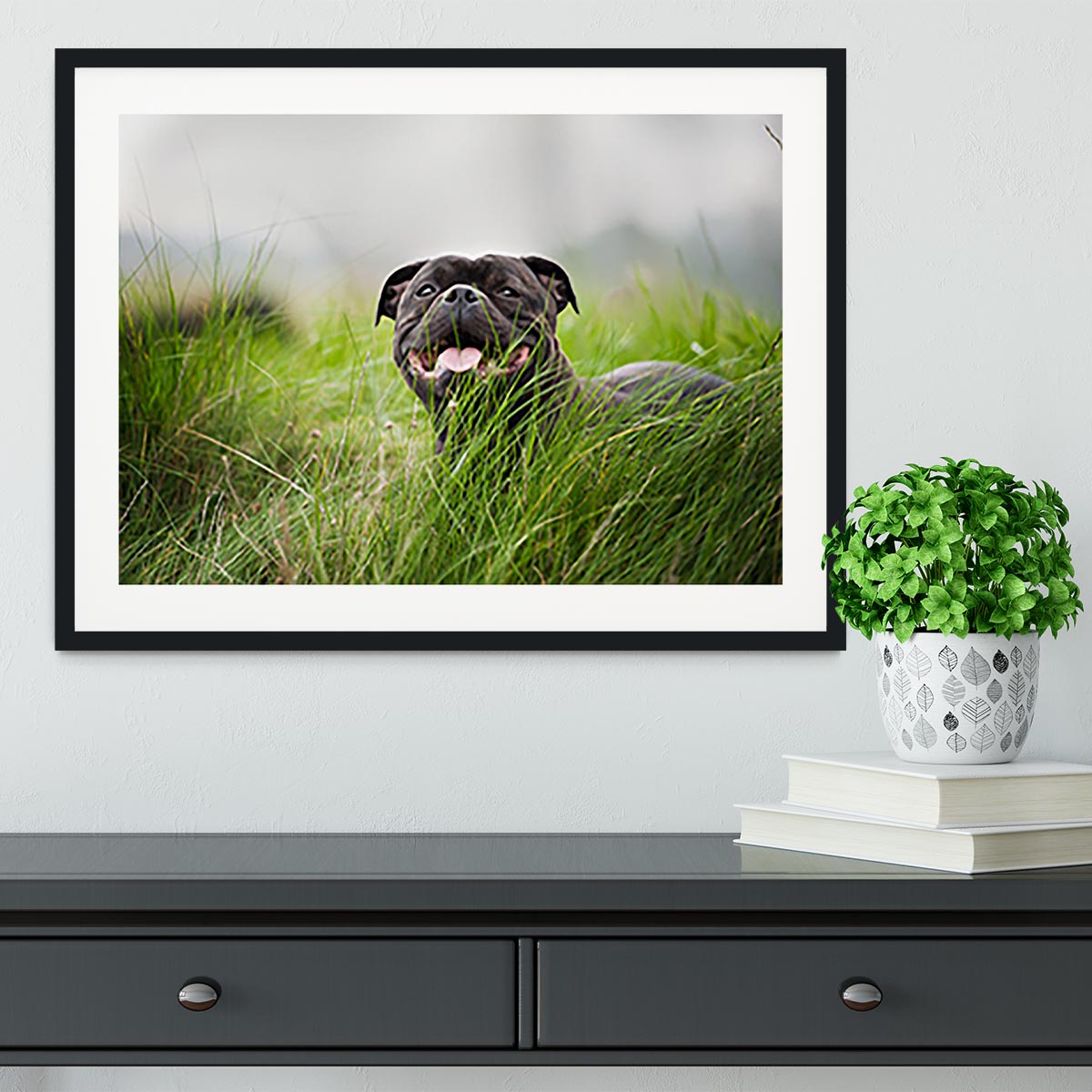 Close-up portrait of black staffordshire bull terrier Framed Print - Canvas Art Rocks - 1